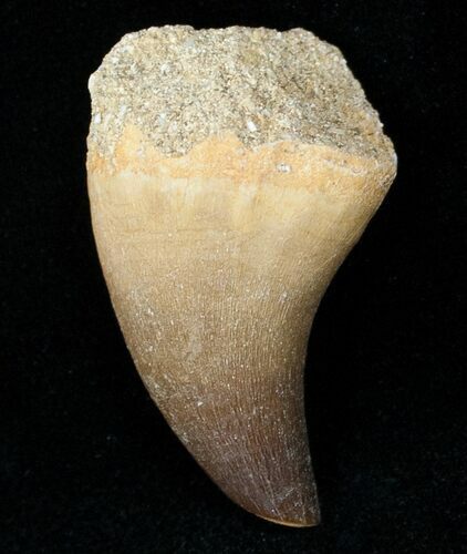 Mosasaur (Halisaurus Arambourgi) Tooth #12447